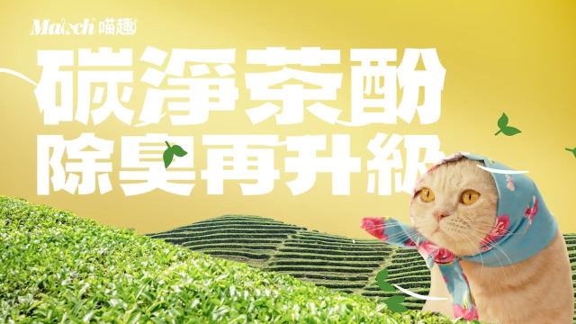 喵趣實驗室：碳淨茶酚篇