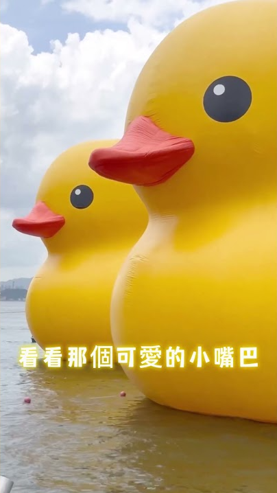 原��可愛的黃色小鴨還有這種稱呼呀 #sui   #黃色小鴨 #動物星球頻道 @SUZUKIMotorcycle_TW