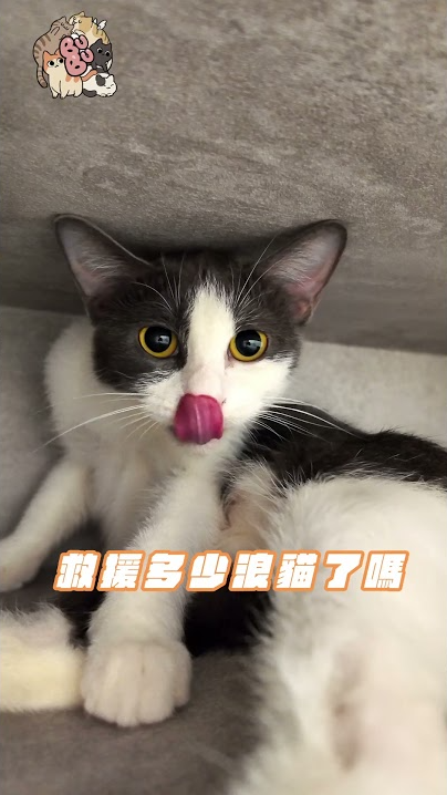 ｜短影音｜店長對浪愛有家的願景真的很棒🥹兩次互動的審查機制可以讓領養人更了解孩紙們的性格是不是真的適合自己💕真的不要讓街貓再次回到街上‼