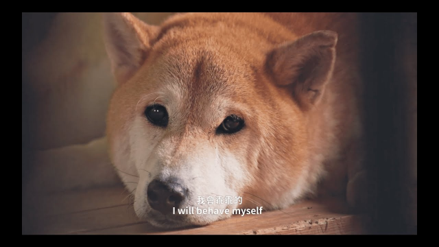 屏東動保處-動物之家介紹片